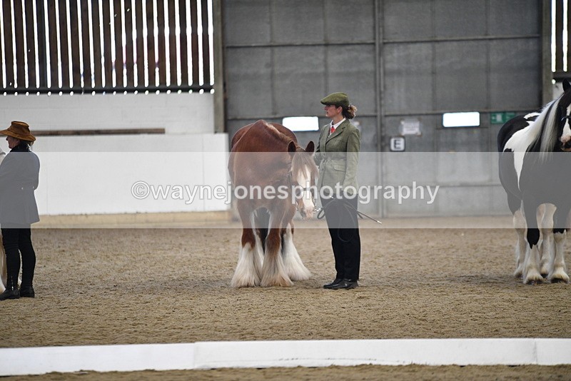 WJ5_5574 - Class 4 In hand M&M - small breeds