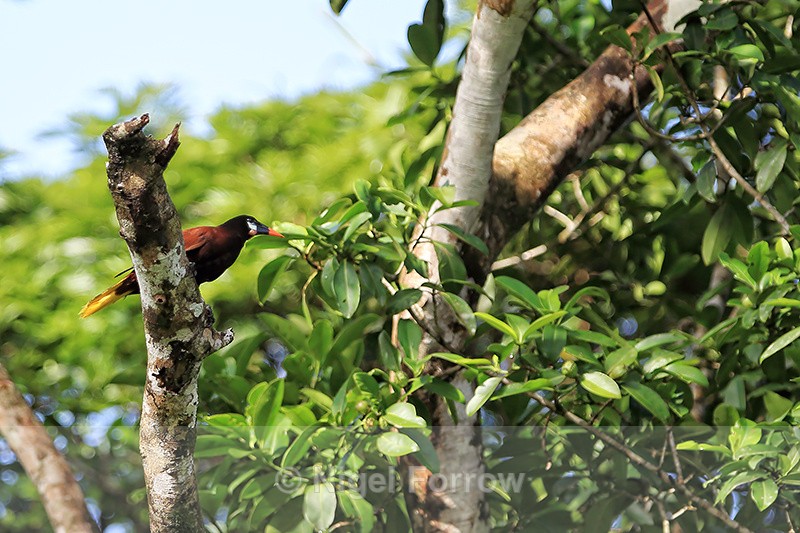 Montezuma Oropendola, Tortuguero, Costa Rica - Montezuma Oropendola