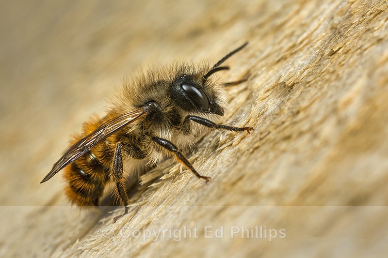 Osmia bicornis (m) - Osmia bicornis (rufa)