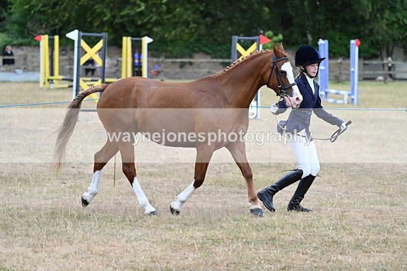 WJ7_8560 - Class 4 Prettiest Mare up to 14.2hh
