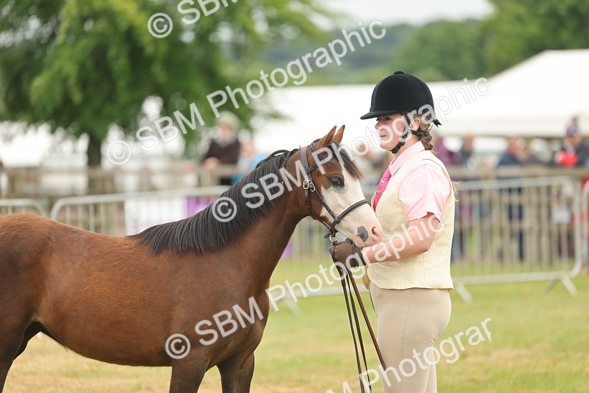 SBM_02177 - Class 50-57 - M&M Welsh Pony In Hand