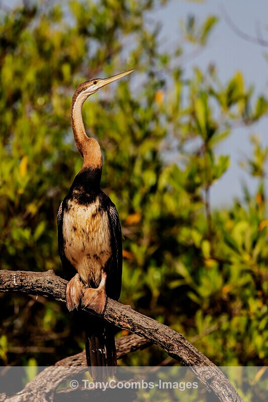 African Darter - The Gambia