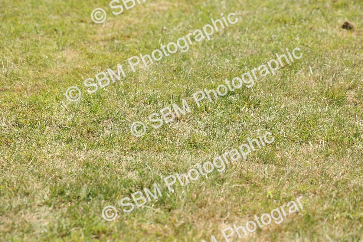 SBM_05317 - Class 24-25 - Mountain & Moorland In Hand Lead Rein and First Ridden