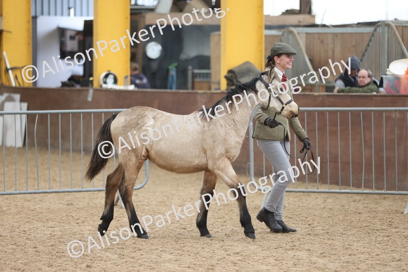 20251109-0761 - Class 24 - Foals