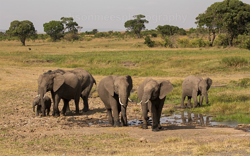  - African Safaris