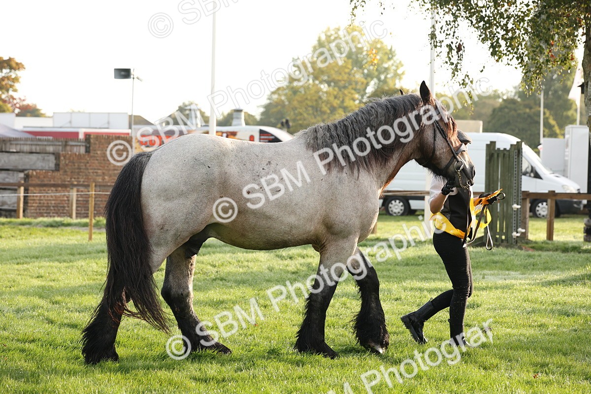 SBM_54467 - S51 - Foreign Breeds In Hand