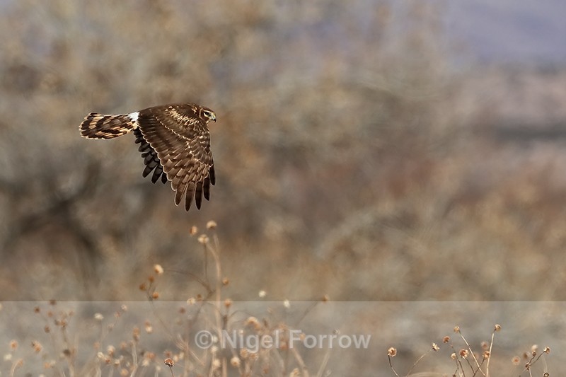 Northern Harrier flying, wings down, Bosque del Apache, New Mexico - Northern Harrier