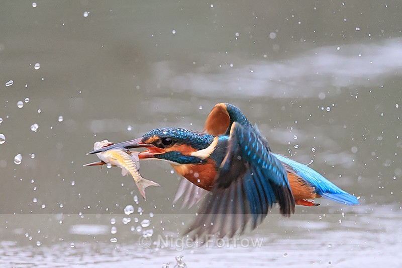 Kingfisher flies low over pond with fish, Otterbourne - Kingfisher