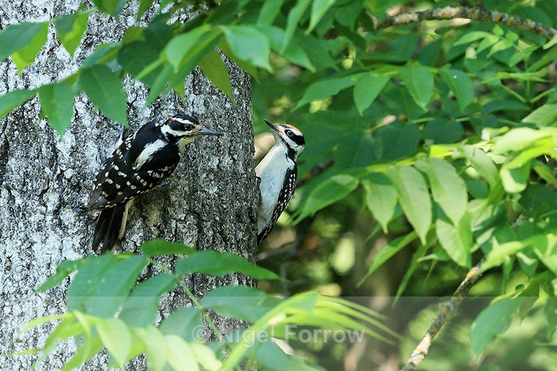 Hairy Woodpeckers (male & juvenile), Minnesota, USA - Hairy Woodpecker