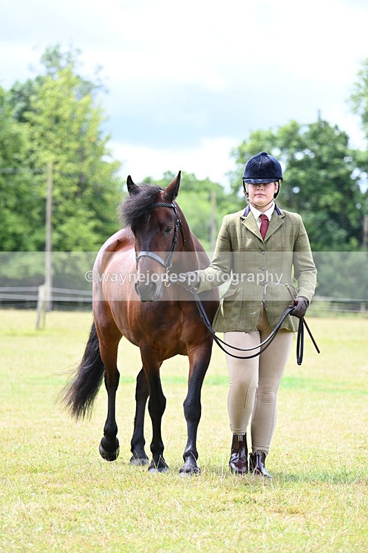 WJ7_6577 - Class 5 Handsome Gelding in hand