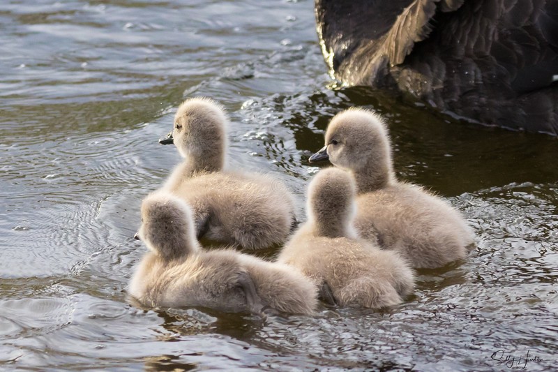 Black Swan Family 5