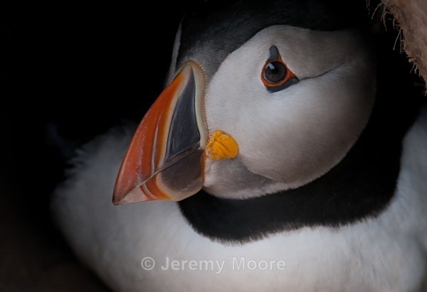 w1 - Welsh Wildlife p/c catalogue