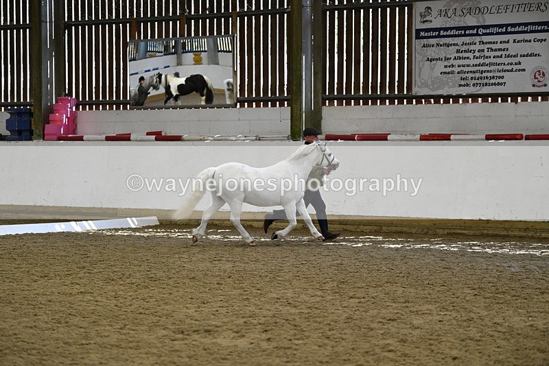 WJ5_5353 - Class 4 In hand M&M - small breeds