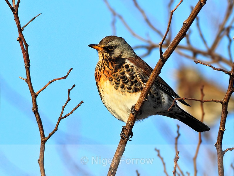 Fieldfare perched in a tree - Fieldfare