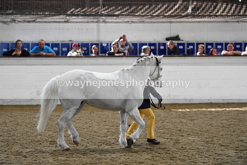 WJ5_4671 - Class 3 Part Bred In hand