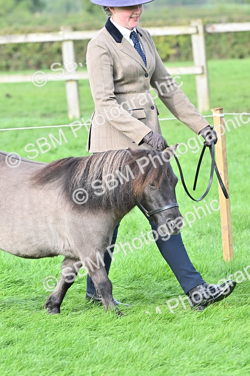 SBM_56850 - S45 - Coloured Pony In Hand