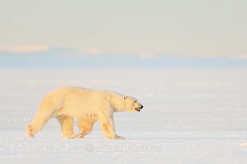 Svalbard male Polar Bear walking on frozen fjord - Polar Bear