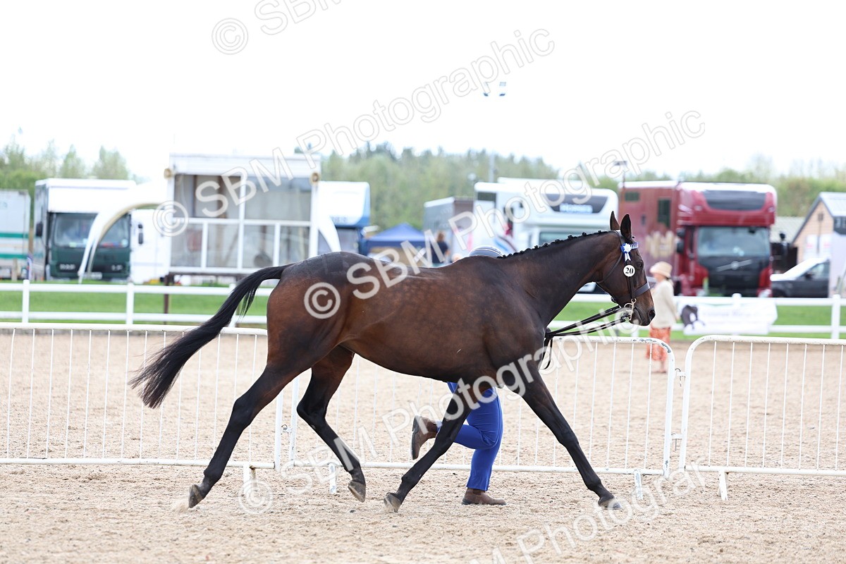 SBM_15272 - Class 313 - IH Retired Racehorse