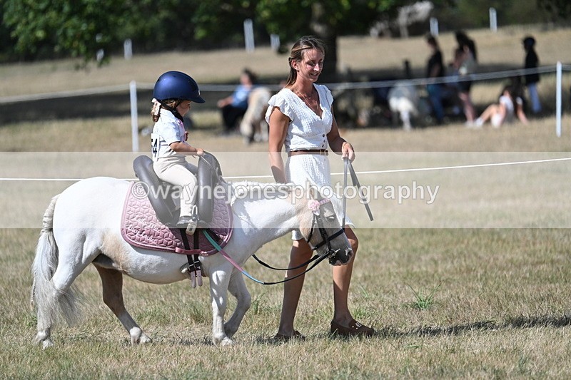 WJ7_1234 - Class 41 Prettiest Mare