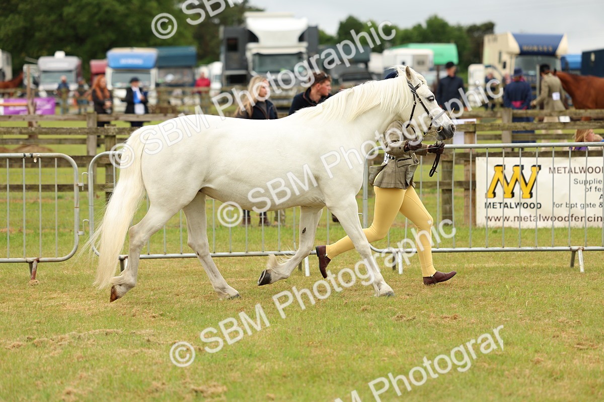 SBM_04176 - Class 64-67 - Shetland Pony In Hand