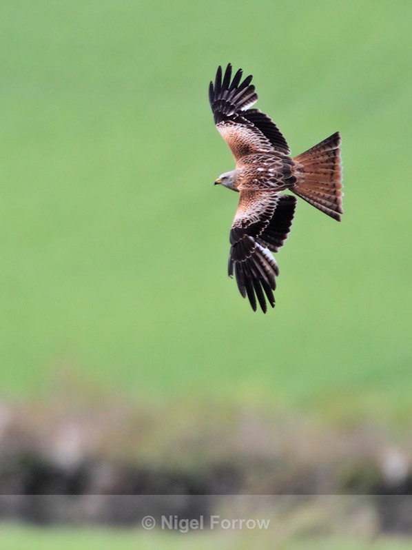 Red Kite in flight banking over Linkey Down - Red Kite