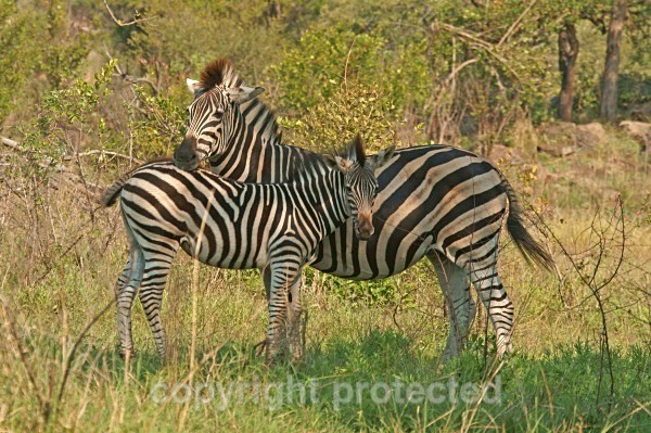 Zebras - Krüger NP, South Africa - African Wildlife