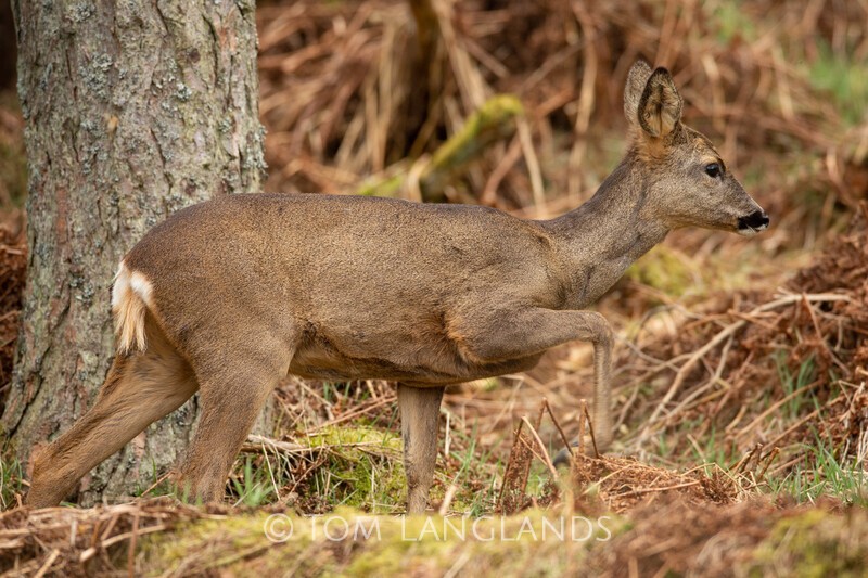 Roe Deer - Deer