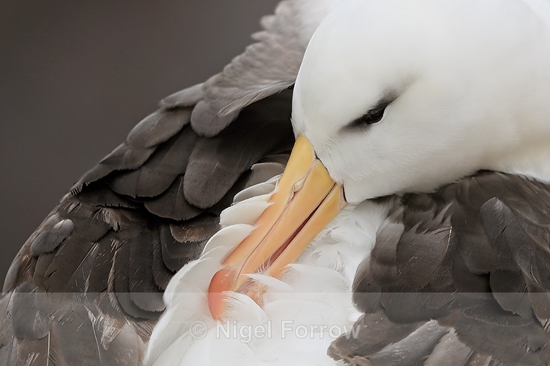 Preening Black-browed Albatross, Falklands - Black-browed Albatross