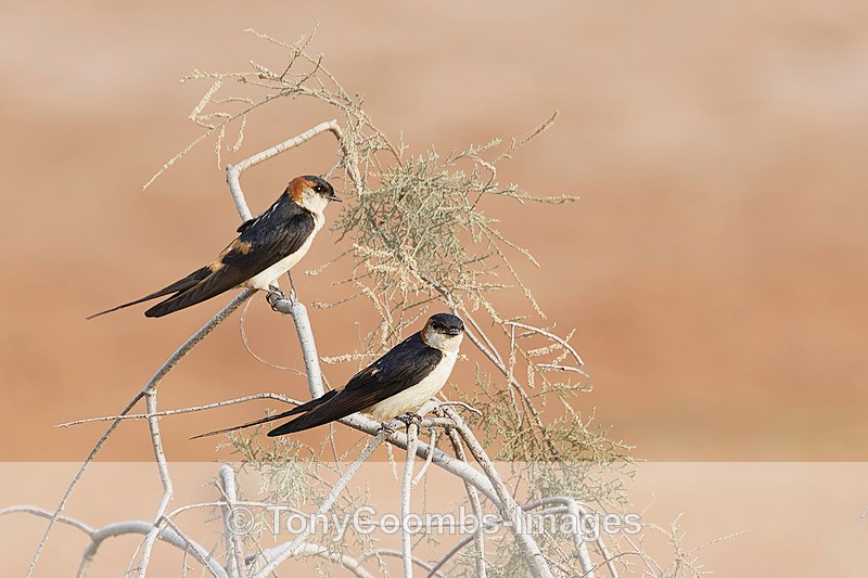 Mosque Swallow - The Gambia
