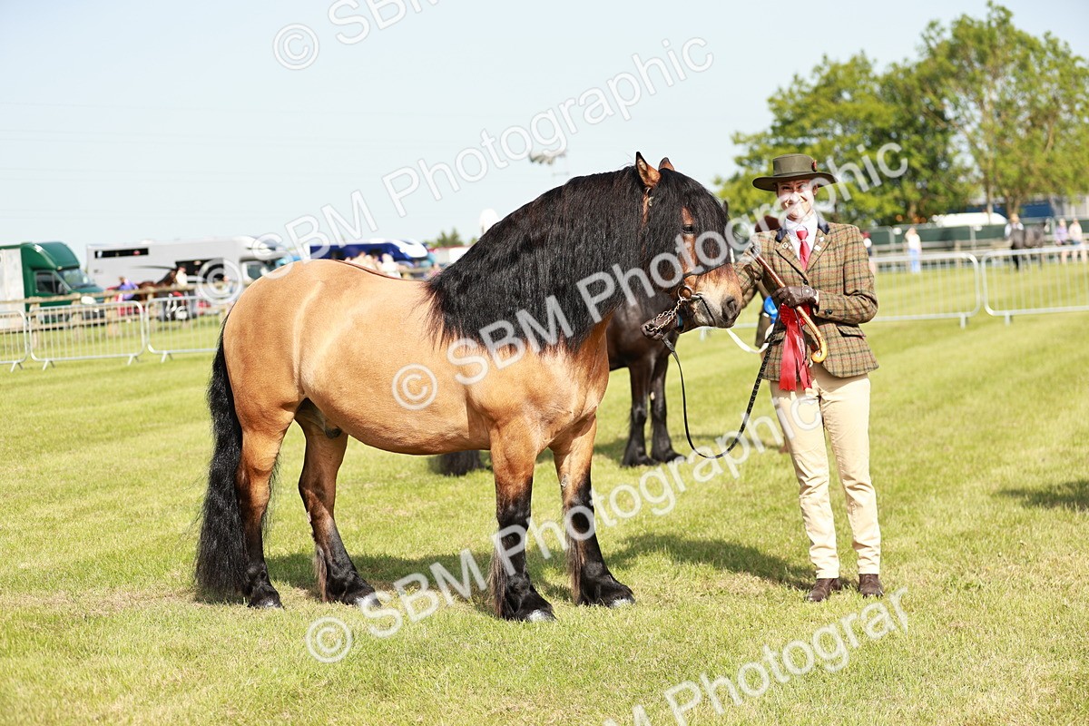 SBM_00860 - Class 14-23 - Mountain & Moorland In Hand Non Welsh