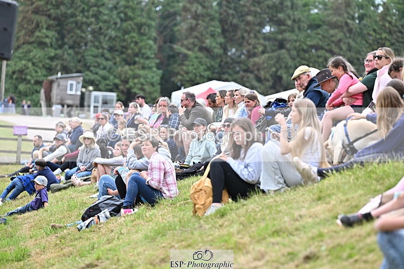 250524A-160935-13214 - Demo Arena Crowds