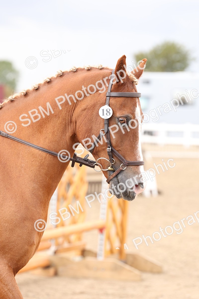 SBM_07470 - Class 59a -  Style & Performance - 80cm (15-19)