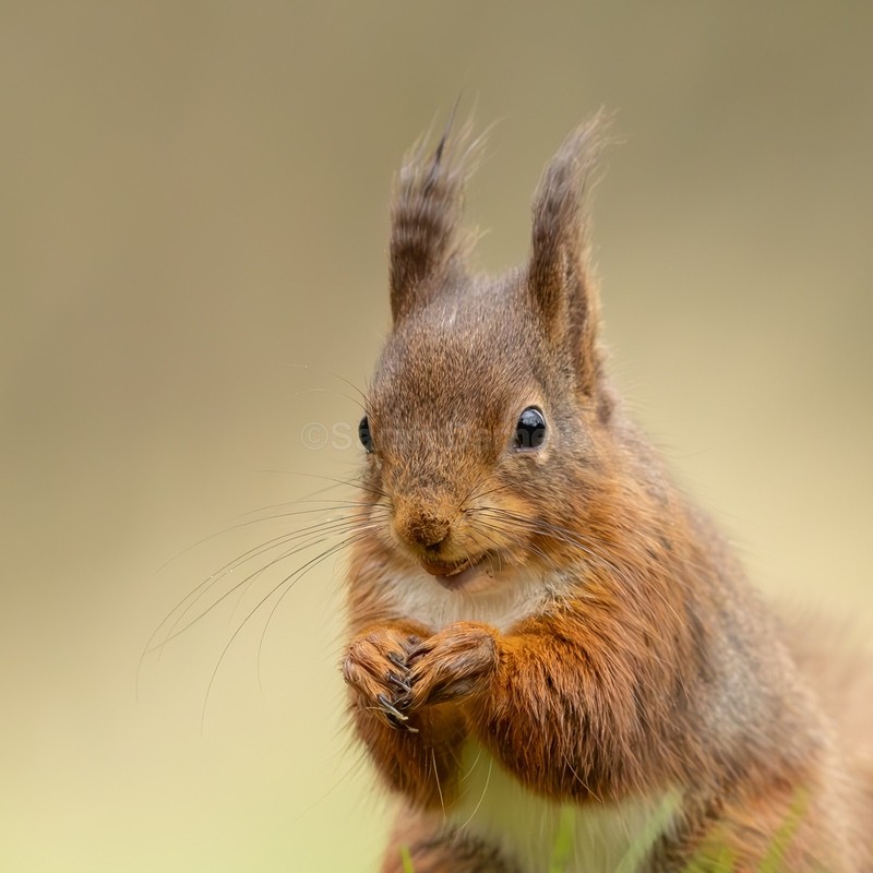 Red Squirrel SD2533 - Greeting Cards