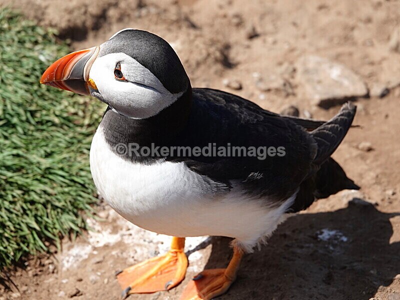 DSC00337 - Skomer 2019