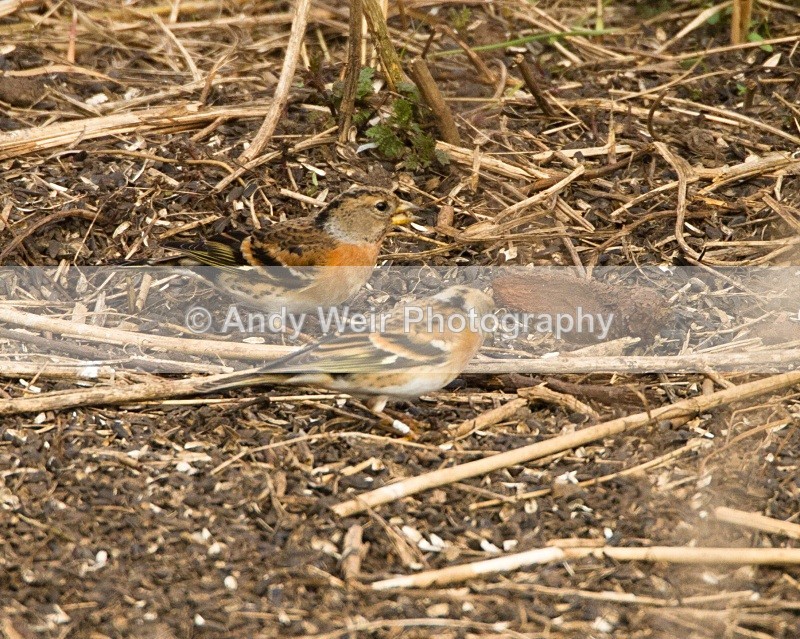 20110319-IMG_2427 - Finches