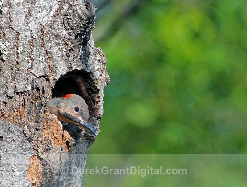Waiting for Mom Colaptes auratus auratus - Birds of Atlantic Canada