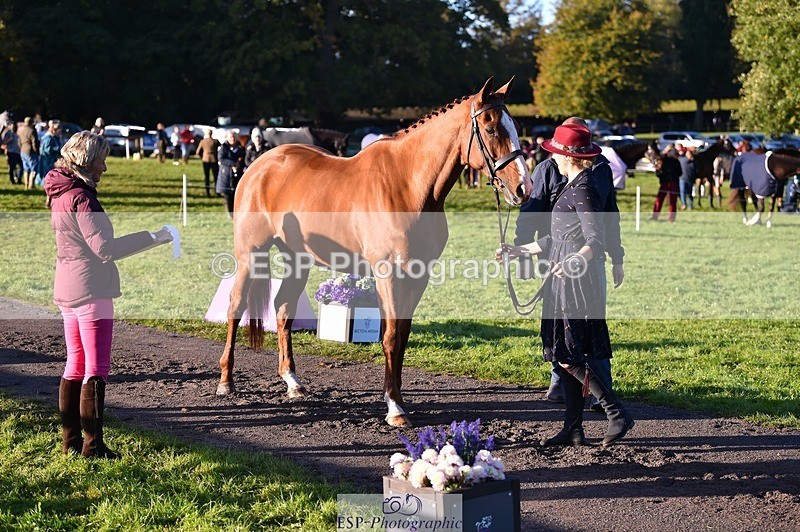 231022-091928-21700 - 663-GROOVY.GUY-Hannah.Watson-TrotUp+SJ