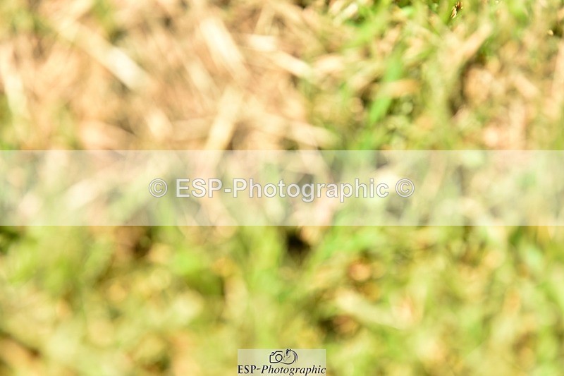 240523B-132634-02417 - 5 Year Old