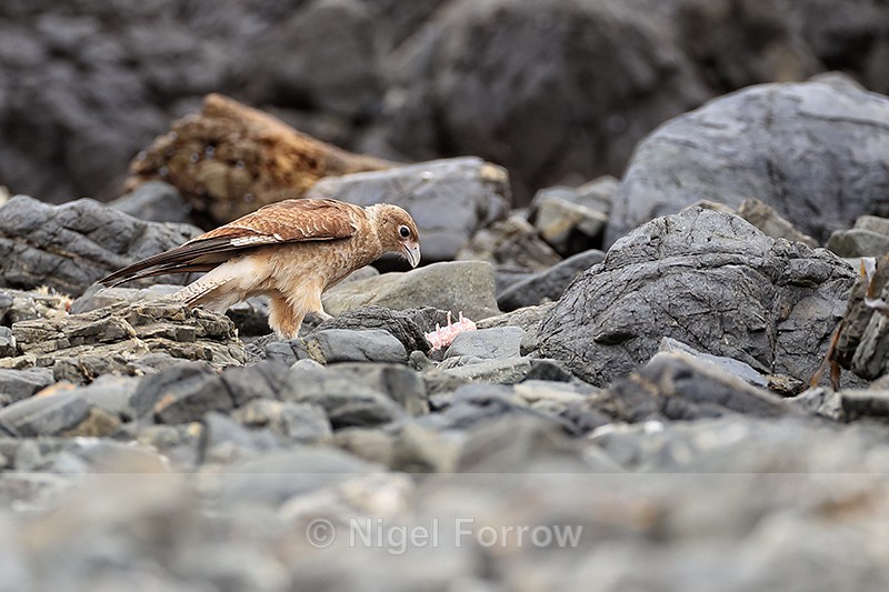 Chimango Caracara scavenging for food, Chile - Chimango Caracara