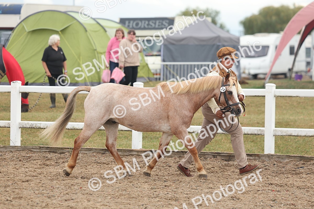 SBM_08467 - Class 29 - IH Veteran Pony