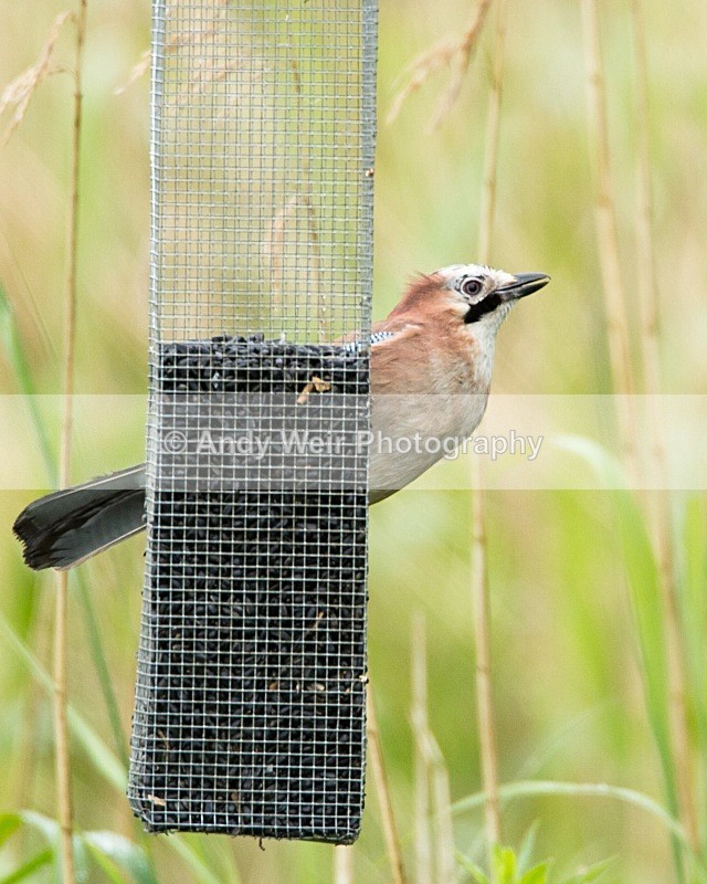 20110611-IMG_5623 - Jay