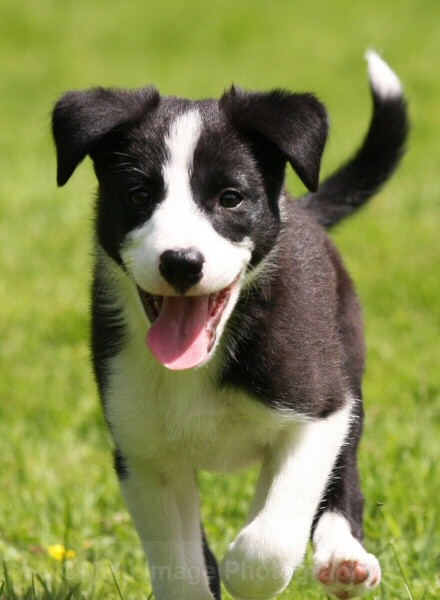 21 Nine weeks old - SASHA