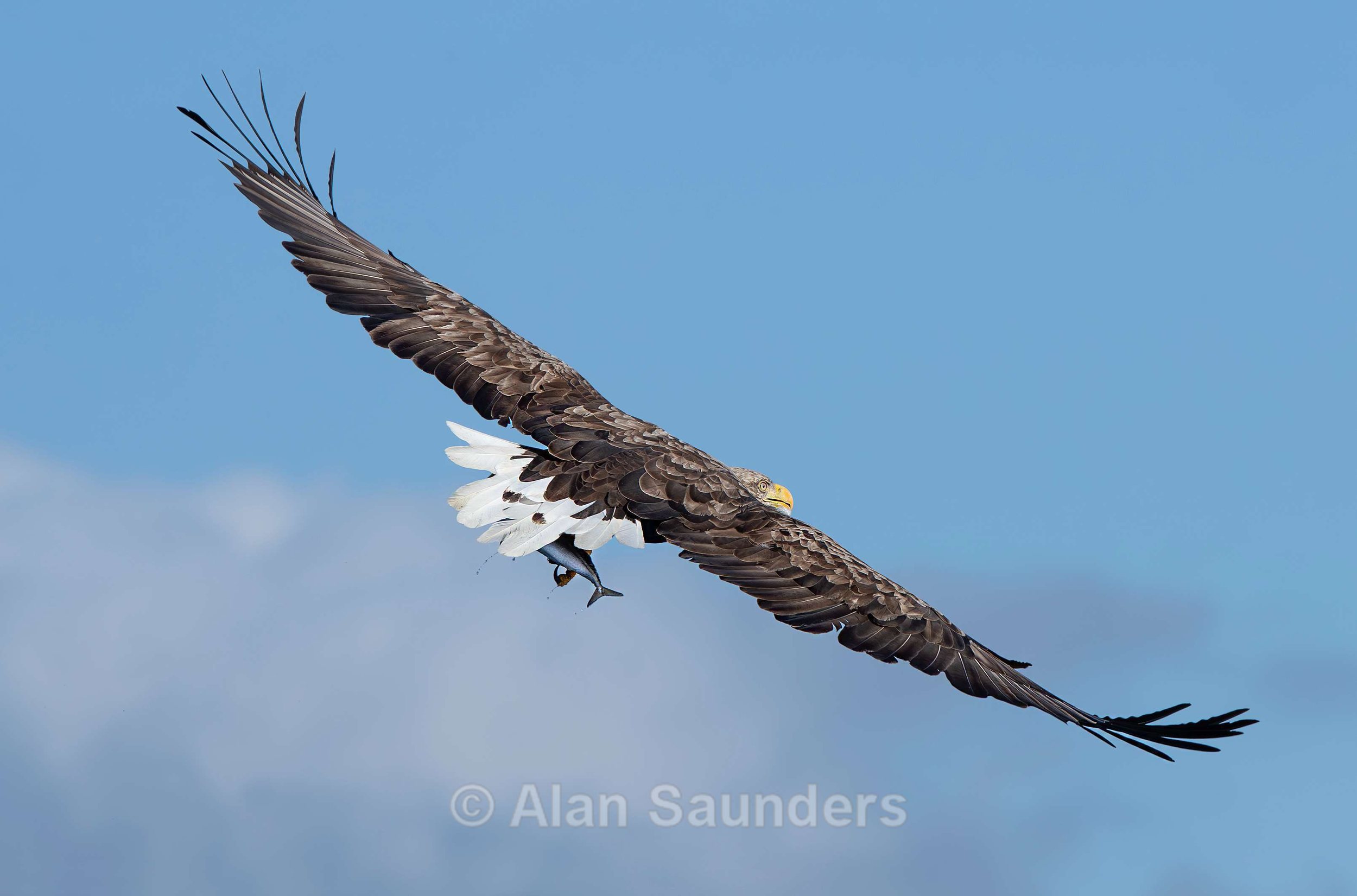 White Tailed Eagle 79