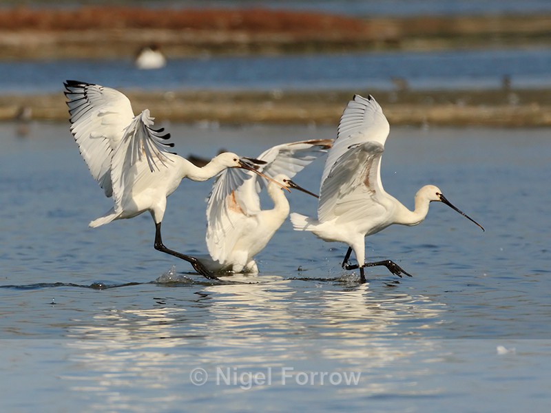 Three Spoonbills landing in the water, Brownsea Island