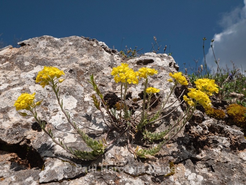 Golden or yellow Alyssum (Alyssum saxatile) - Gargano - Flowers in the Landscape