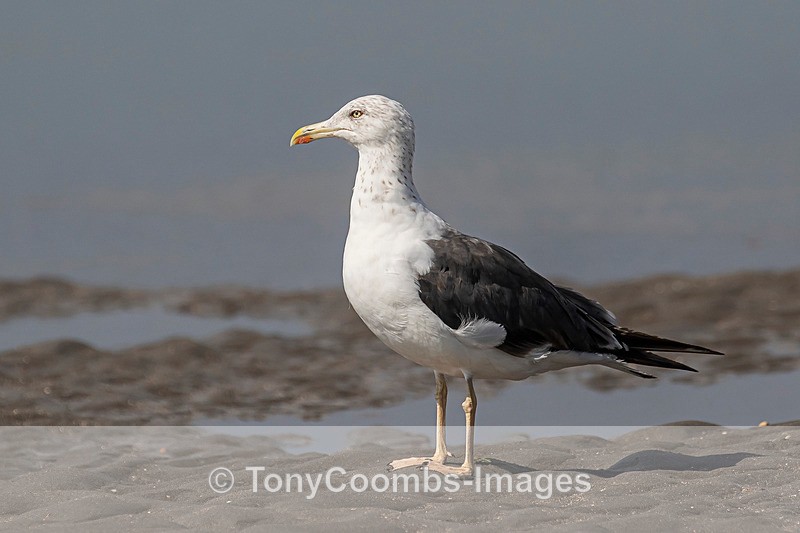 Lesser-black Backed Gull - Morocco
