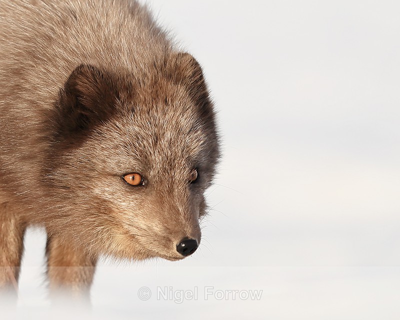 Arctic Fox (dark) head close, Svalbard, Norway - Arctic Fox