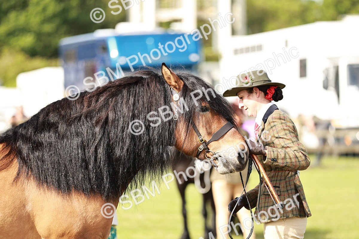 SBM_00827 - Class 14-23 - Mountain & Moorland In Hand Non Welsh