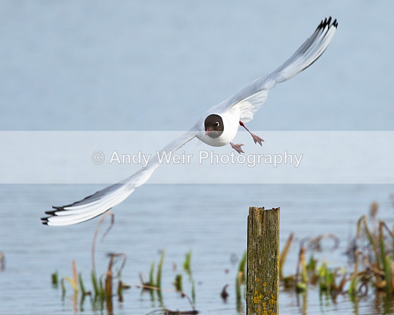 20150306-8E0A0116 - Gulls