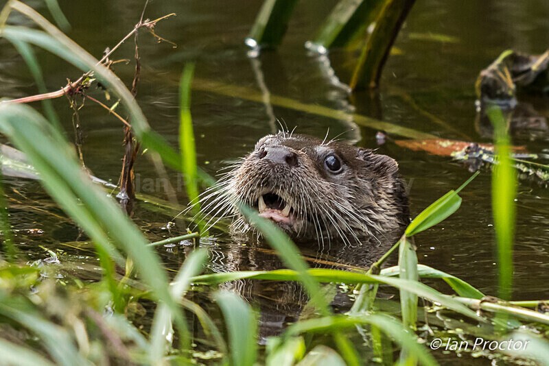 Just popped up to say hello! - Otter - 3 of 3 - Nature